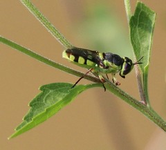 Hedriodiscus truquii