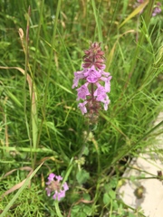 Stachys bigelovii