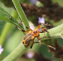 Chauliognathus marginatus