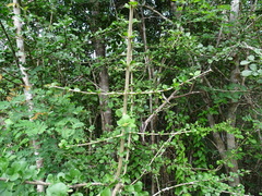 Parmentiera millspaughiana