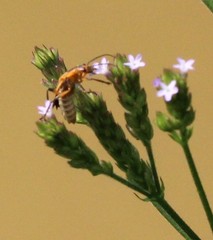 Chauliognathus marginatus