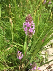 Stachys bigelovii