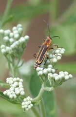 Chauliognathus marginatus