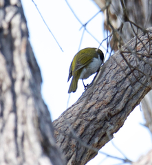 Melithreptus chloropsis