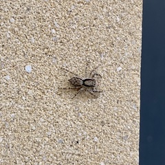 Menemerus bivittatus