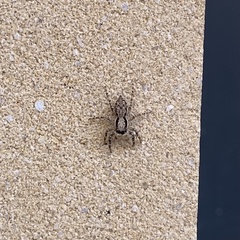 Menemerus bivittatus