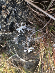 Asteraceae