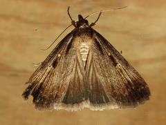 Tathorhynchus exsiccata