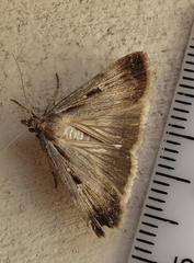 Tathorhynchus exsiccata