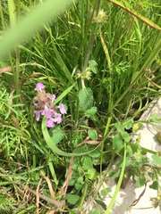 Stachys bigelovii