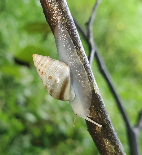 Bulimulidae image