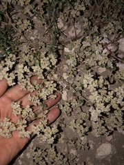 Tidestromia lanuginosa