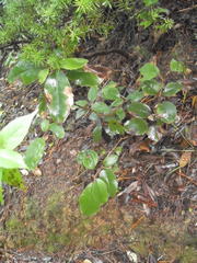 Epiphthora melanombra