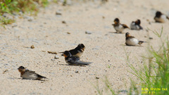 Hirundo rustica gutturalis