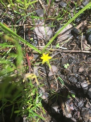 Hypoxis mexicana