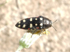 Acmaeodera gibbula
