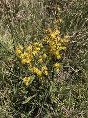 Solidago