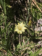 Gentiana scabrida