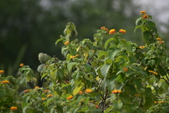 Lantana camara
