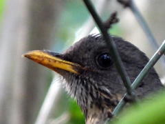 Olive Thrush photo 3