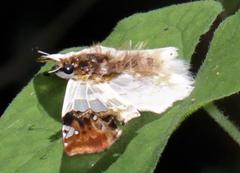 Netrobalane canopus