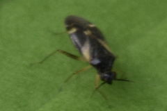 Plagiognathus obscurus