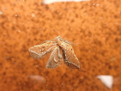 Arachnographa micrastrella