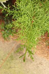 Arachnographa micrastrella