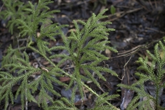 Austrolycopodium paniculatum
