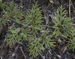 Austrolycopodium paniculatum