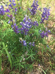 Lupinus mexicanus