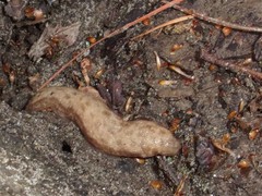 Megapallifera mutabilis