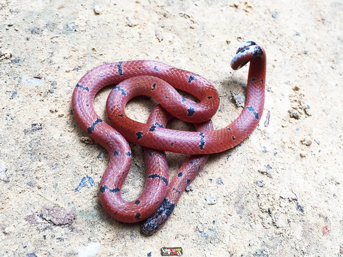 Photo of a Speckled Coral Snake (maculiceps) (Calliophis maculiceps)