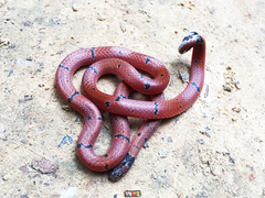 Calliophis maculiceps