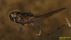 Boreal Digging Frog photo 3