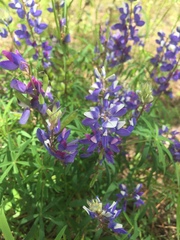 Lupinus mexicanus