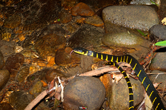 Boiga melanota