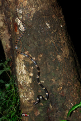 Lycodon fasciatus