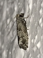 Pelochrista costastriata
