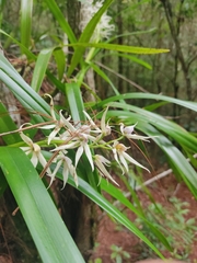 Prosthechea chondylobulbon