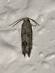 Pelochrista costastriata