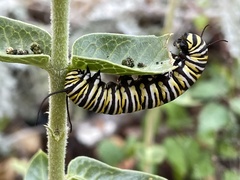 Danaus plexippus