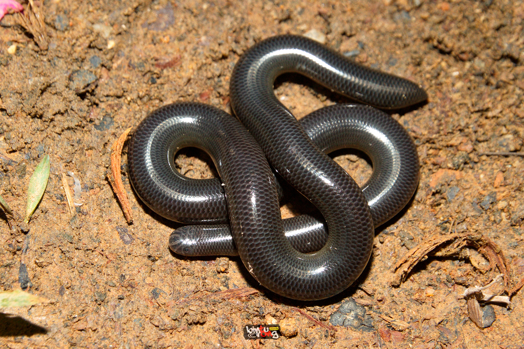 Argyrophis