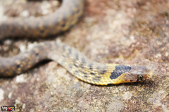 Plagiopholis nuchalis