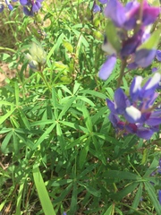 Lupinus mexicanus
