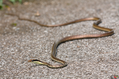 Dendrelaphis ngansonensis