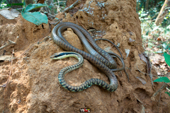 Dendrelaphis ngansonensis