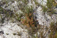 Serruria inconspicua