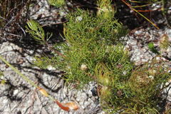 Serruria inconspicua