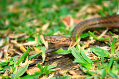 Hebius deschauenseei